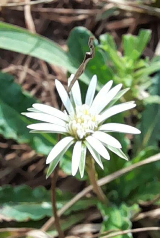 Chaptalia piloselloides — related species from the same genus