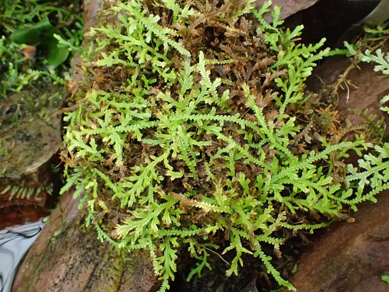 Selaginella tenuissima habit
