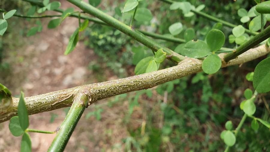 Genista patens bark