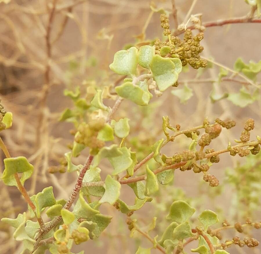 Atriplex deserticola other
