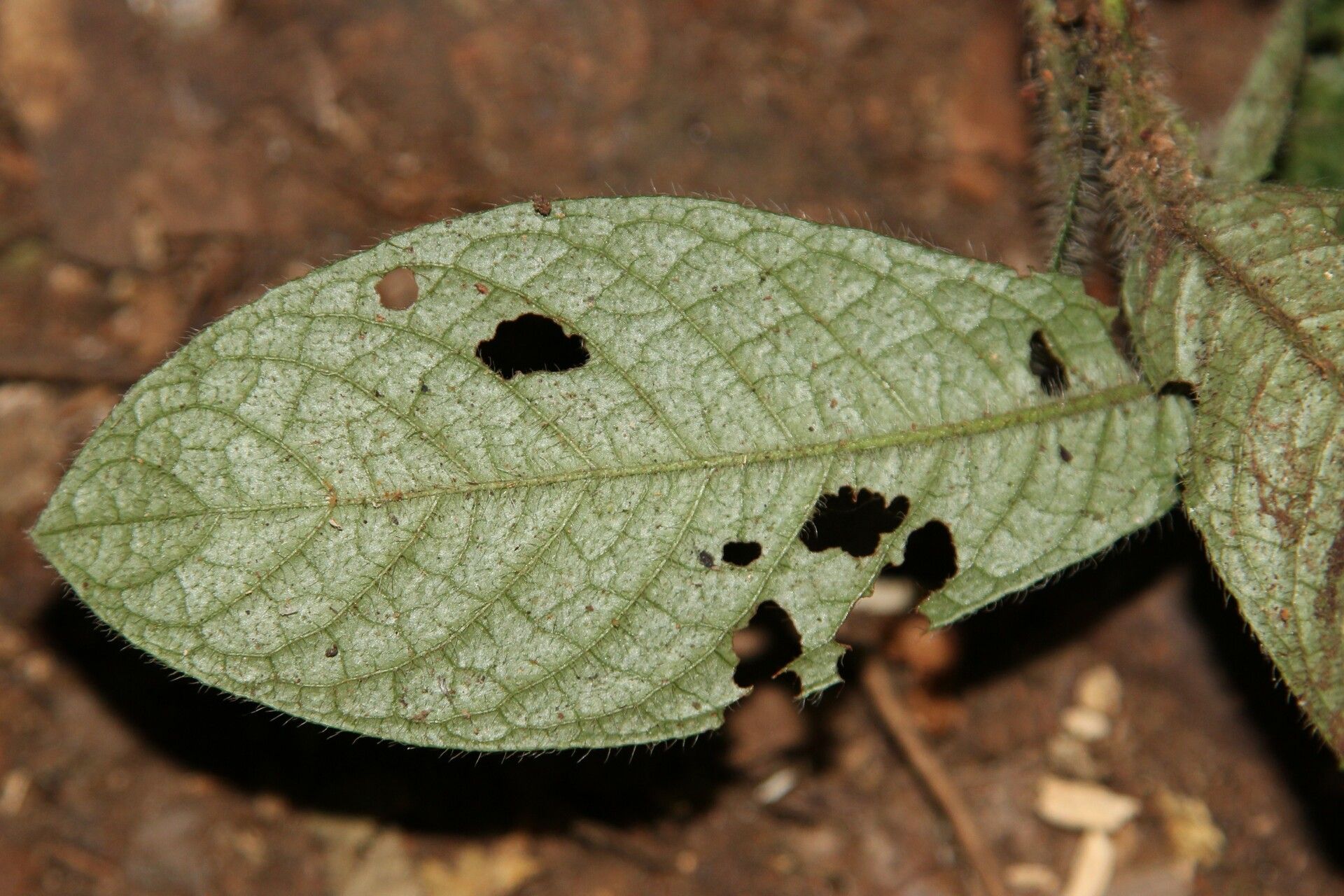 Psychotria fimbriatifolia — houseplant care guide