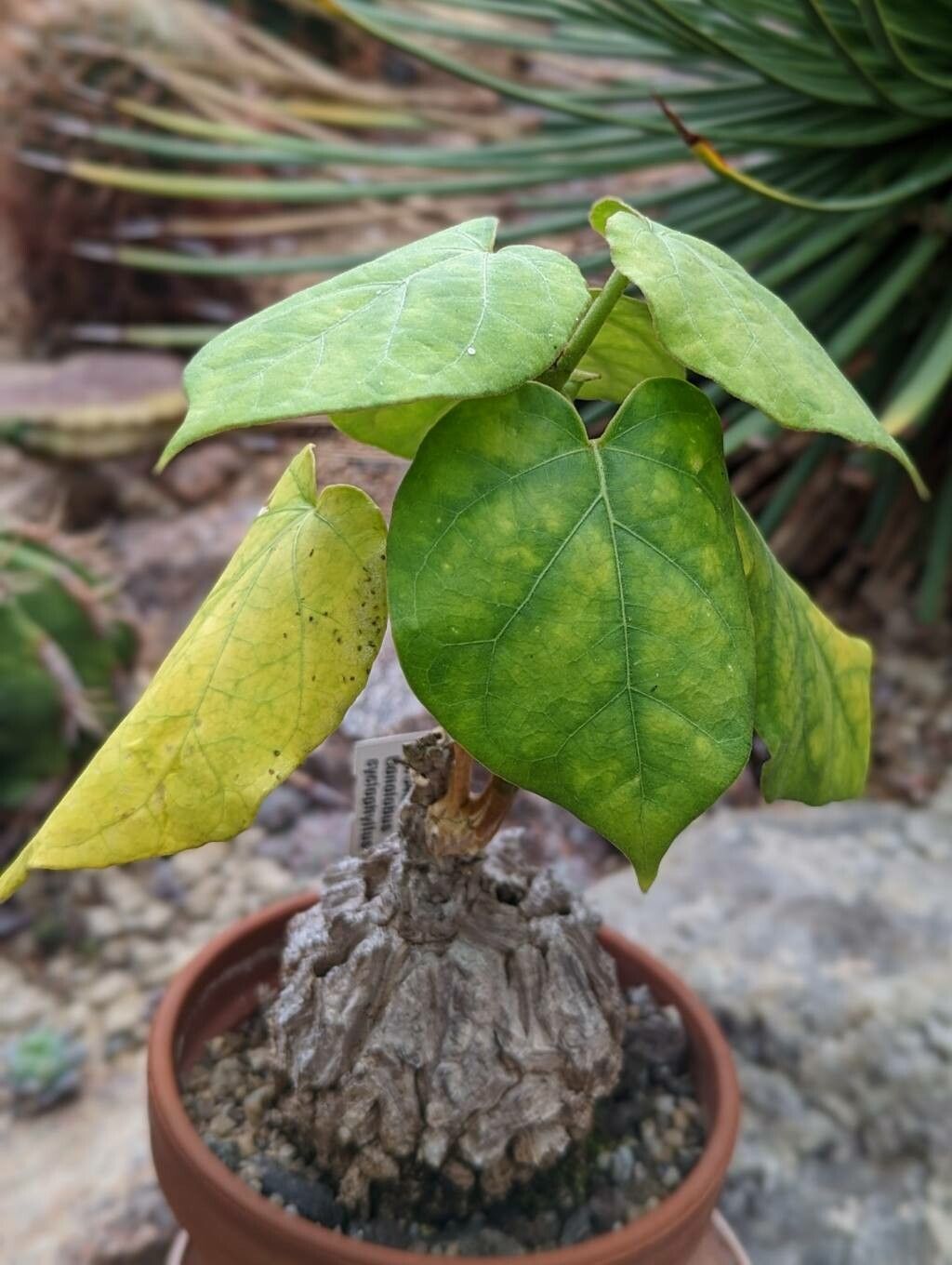 Matelea cyclophylla leaf