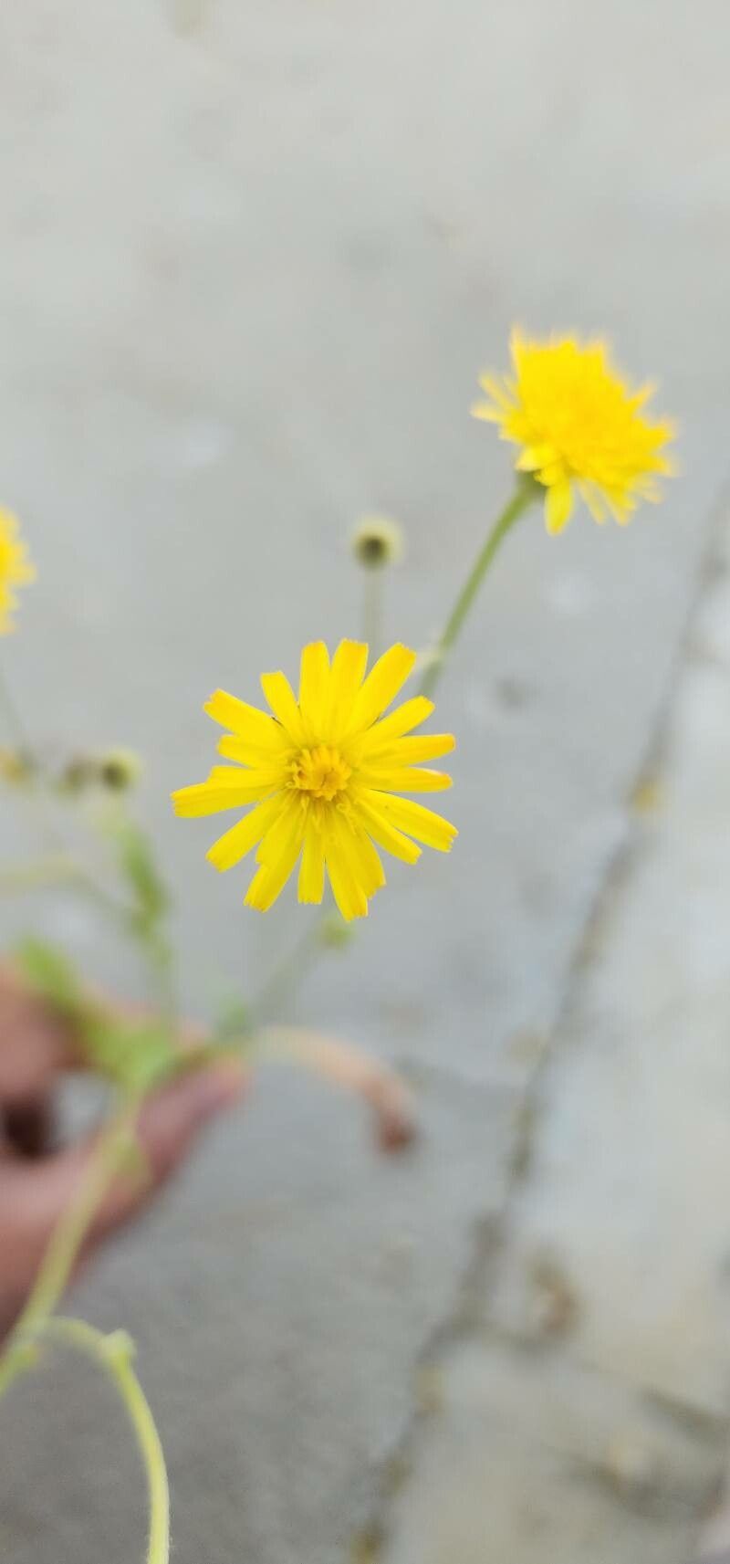 Crepis kotschyana flower