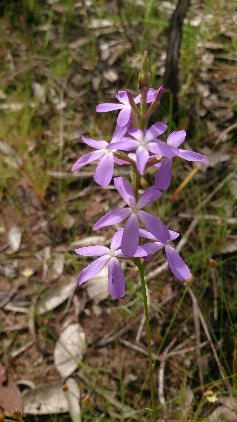 Buchnera linearis — houseplant care guide