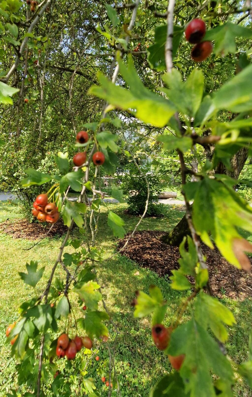 Crataegus turkestanica fruit