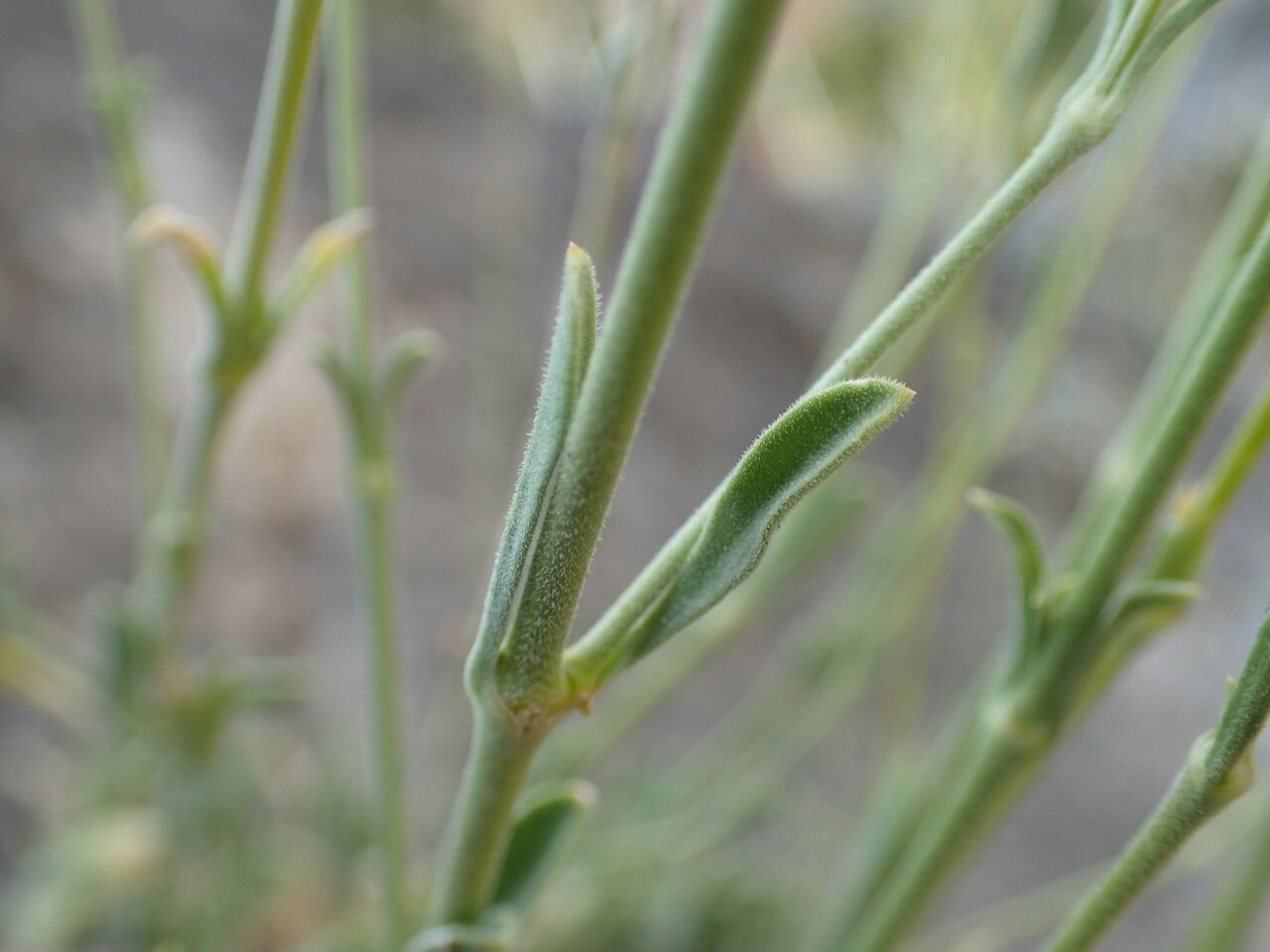 Silene congesta leaf