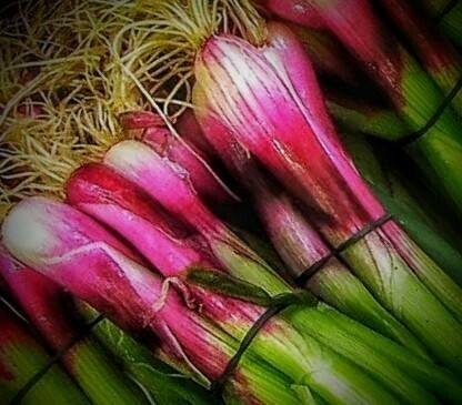 Allium ascalonicum fruit
