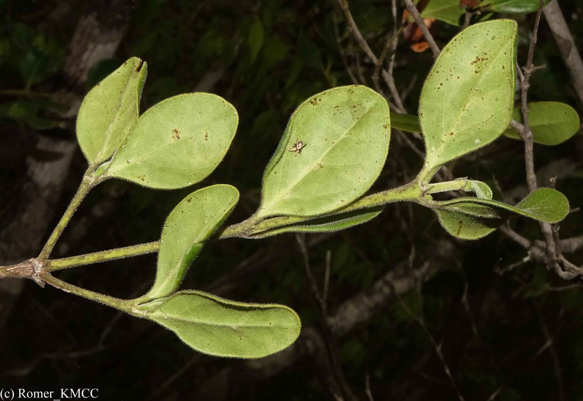 Psydrax bathieanus — related species from the same genus