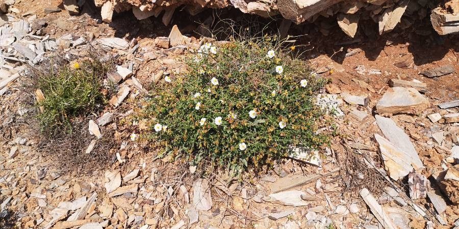 Helianthemum almeriense habit