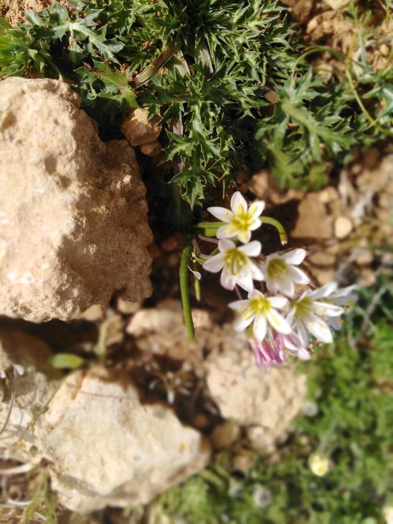 Ornithogalum fimbriatum flower