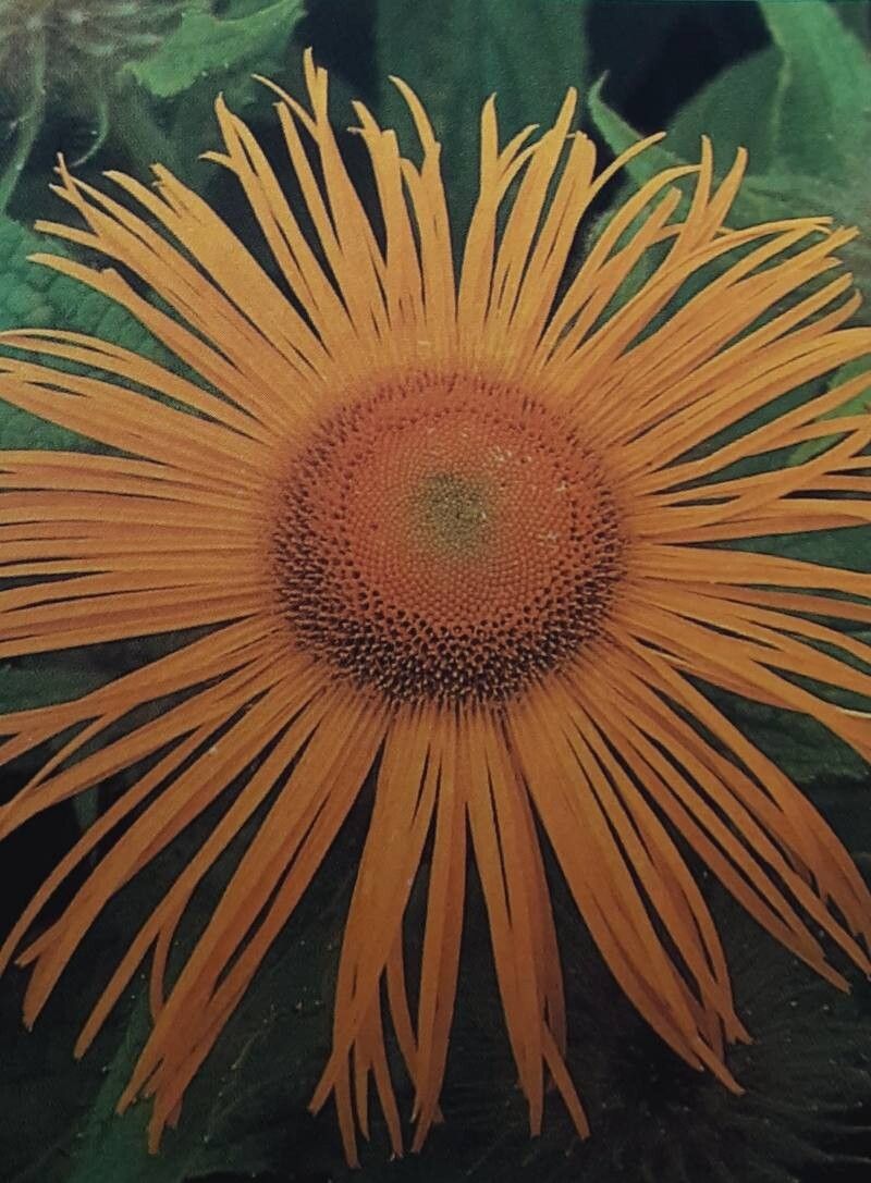 Inula hookeri flower