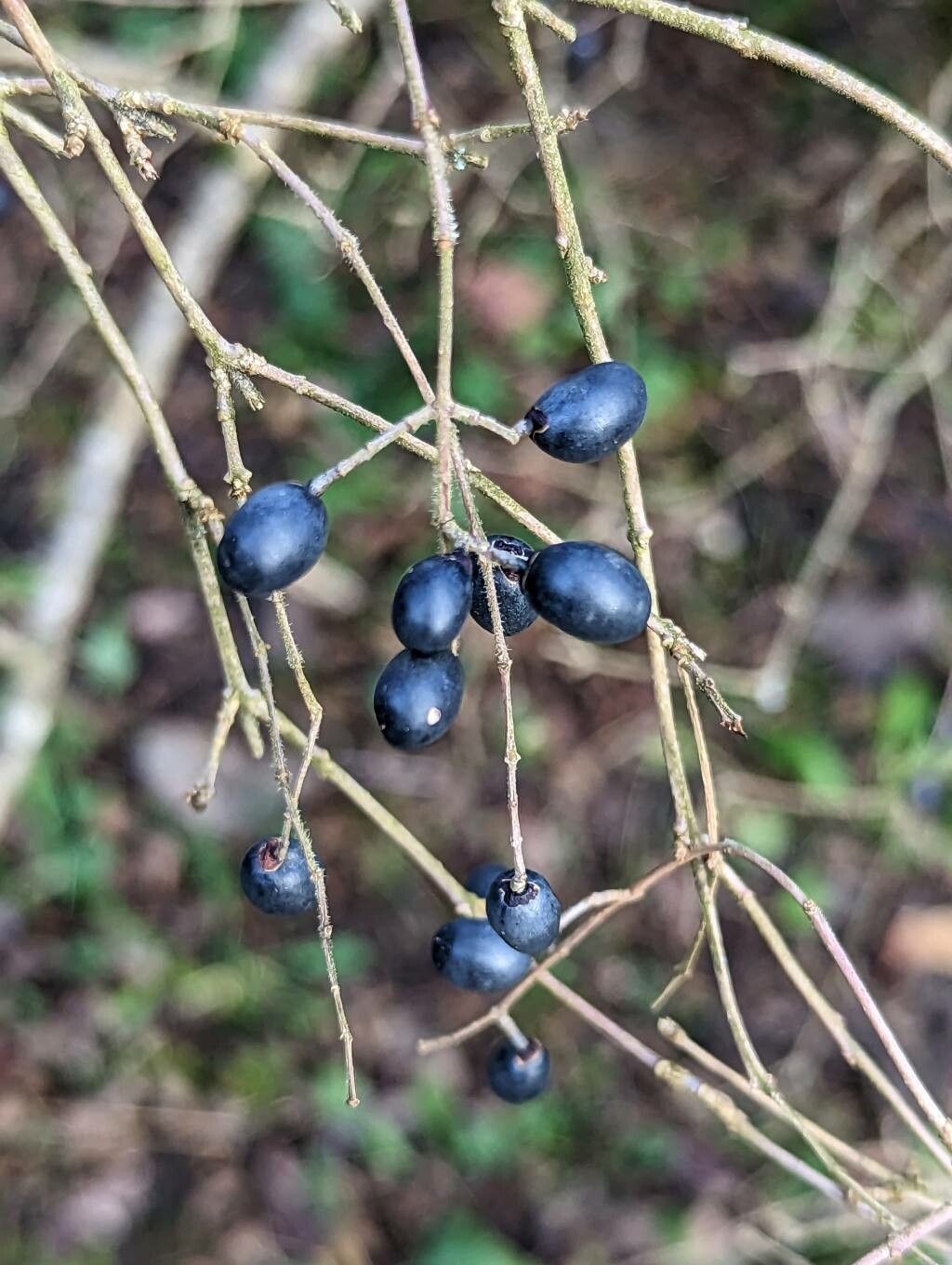 Ligustrum tschonoskii — search result for 'Ligustrum'