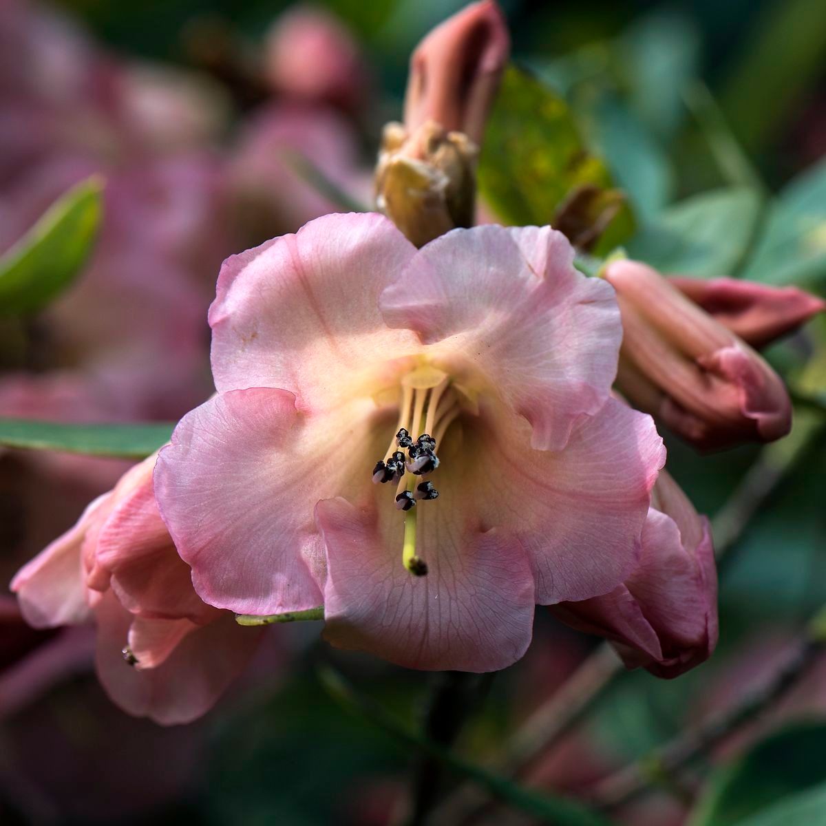 Rhododendron temenium flower