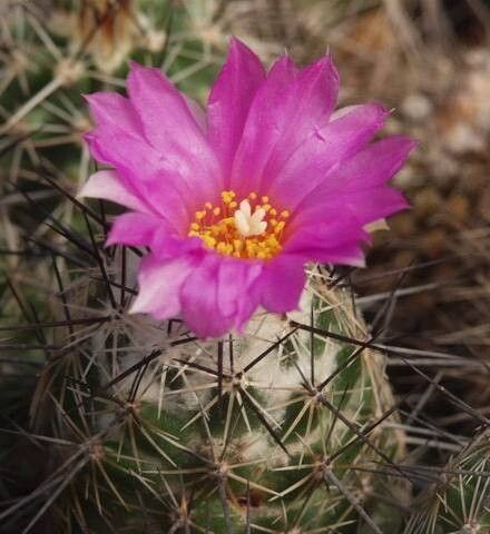 Cochemiea conoidea flower