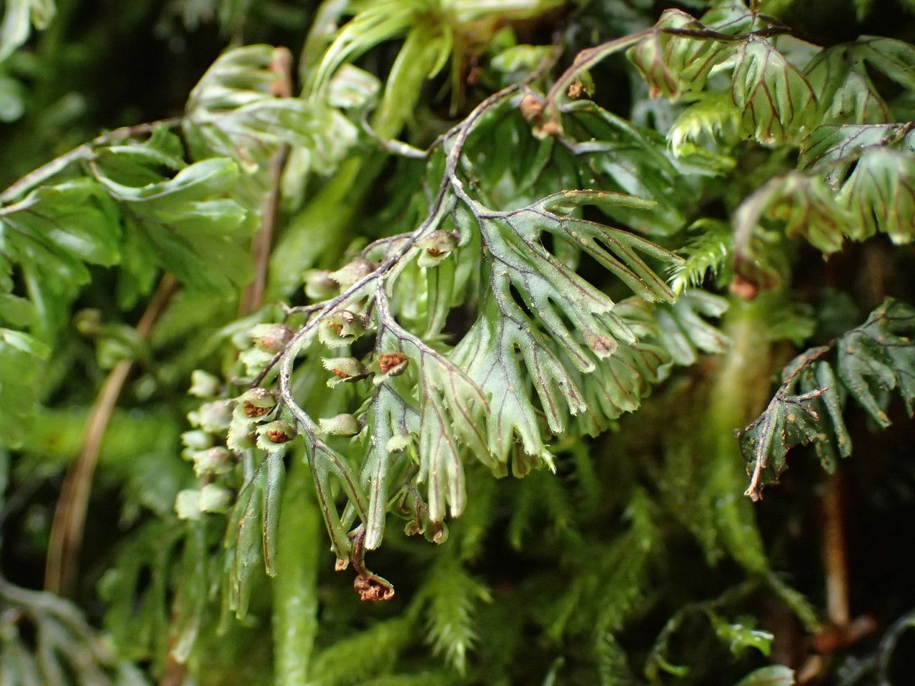 Hymenophyllum tunbrigense fruit