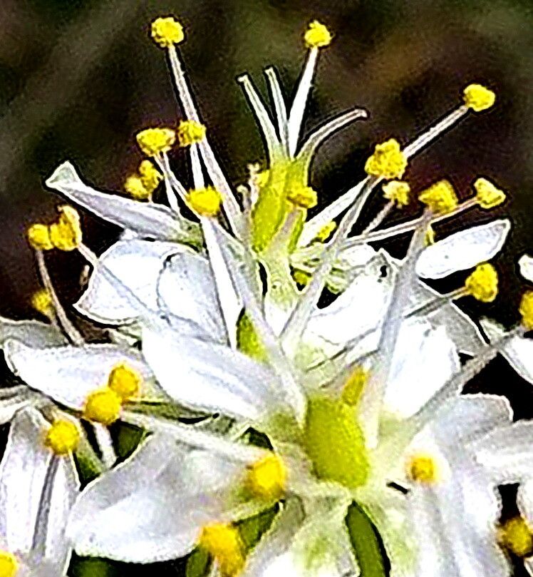 Toxicoscordion nuttallii — related species from the same genus