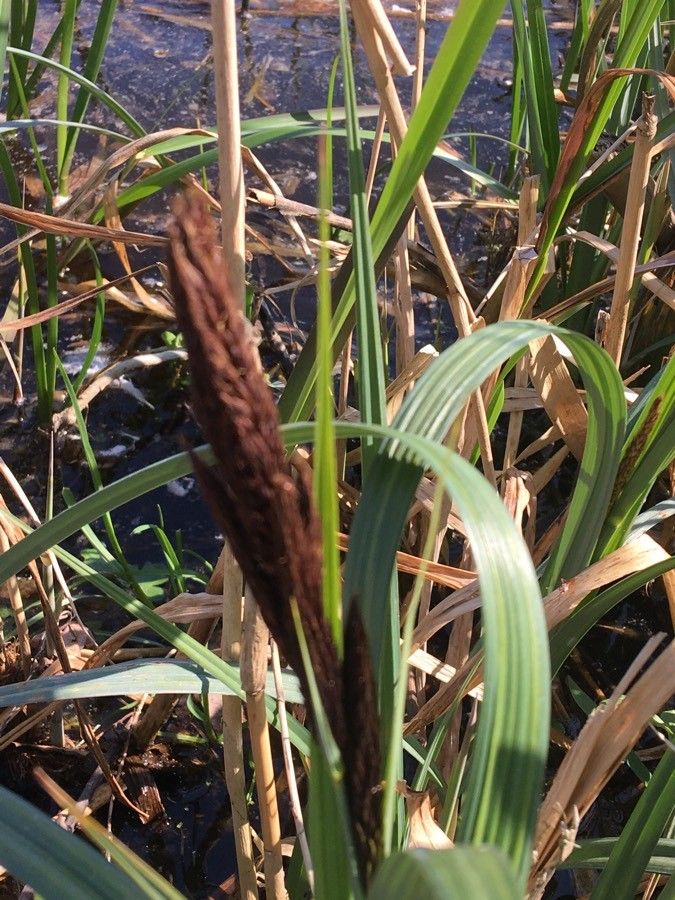 Carex canescens flower