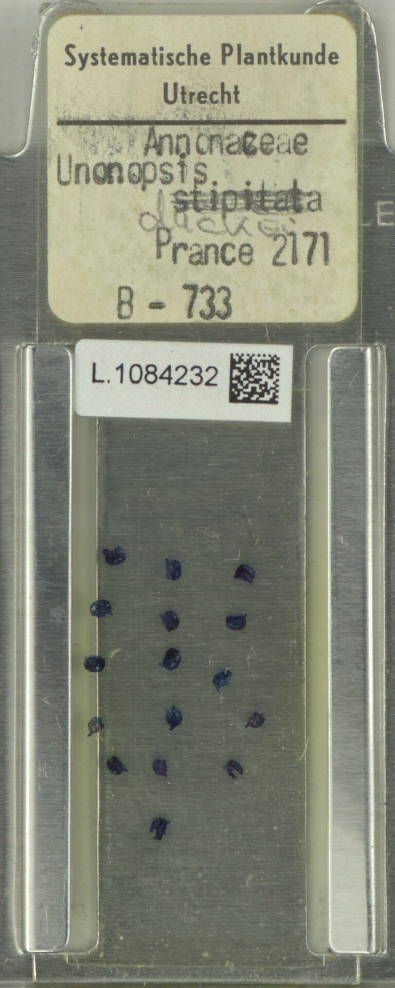 Unonopsis duckei fruit