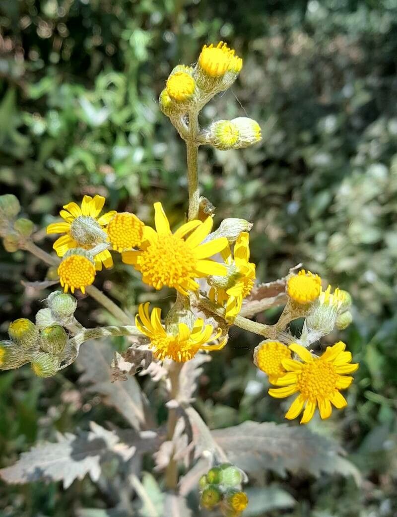 Senecio pterophorus flower