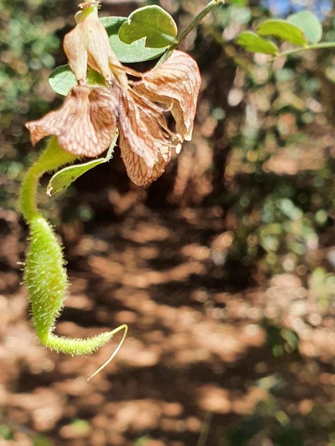 Ormocarpum kirkii fruit