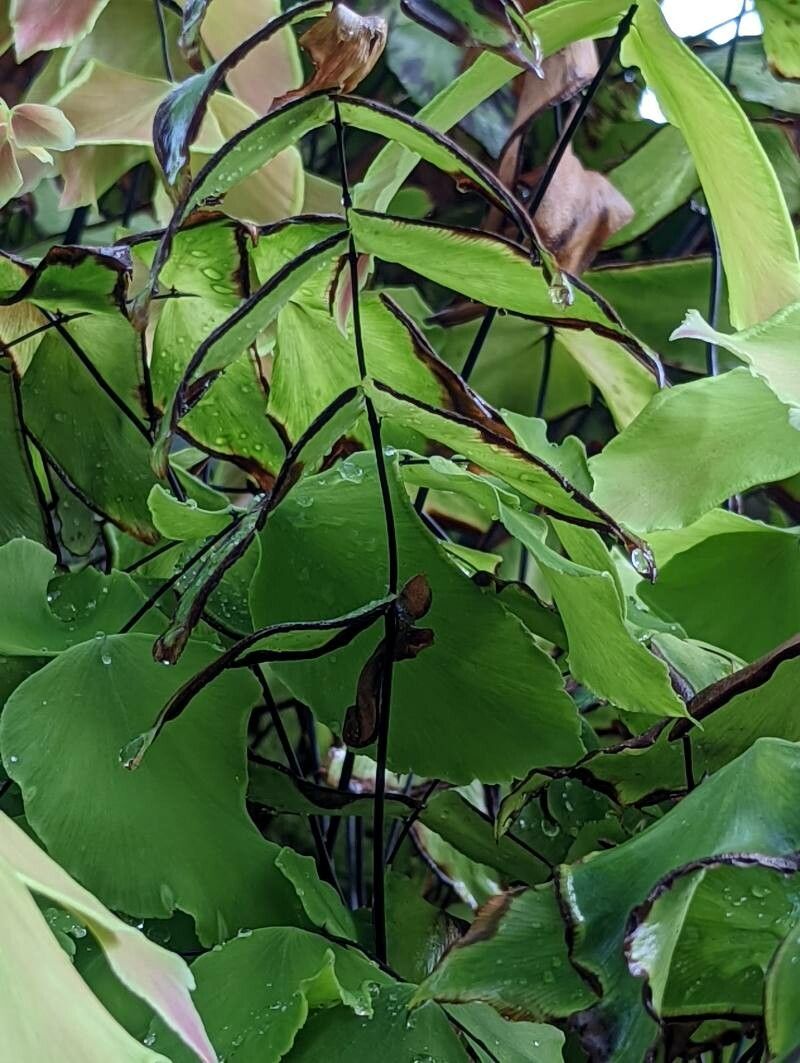 Adiantum macrophyllum fruit