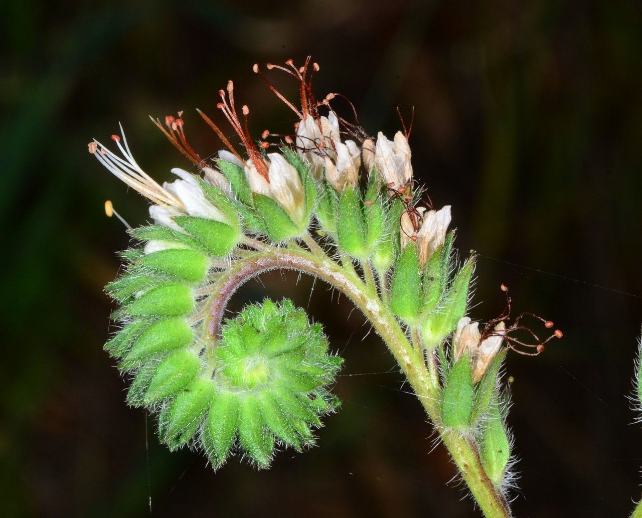 Phacelia imbricata flower