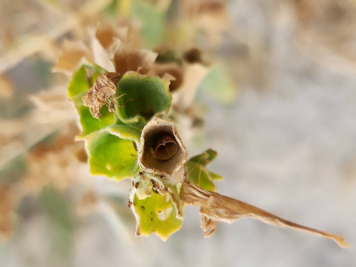 Hyoscyamus insanus fruit