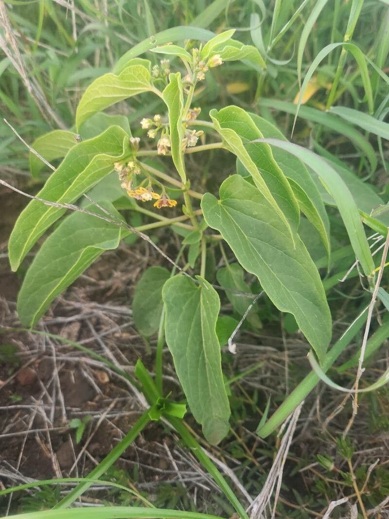 Cynanchum somaliense habit
