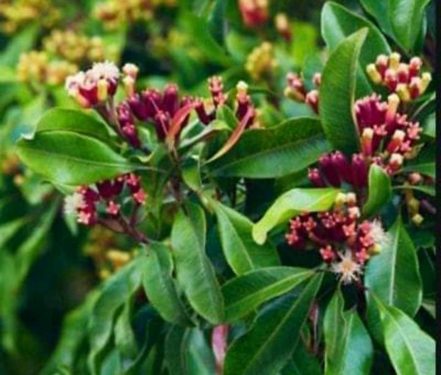 Syzygium aromaticum flower