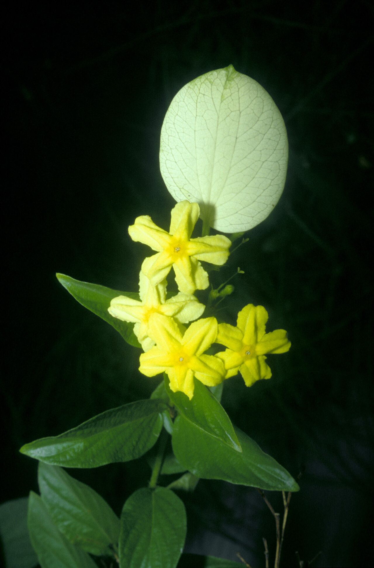 Mussaenda incana flower