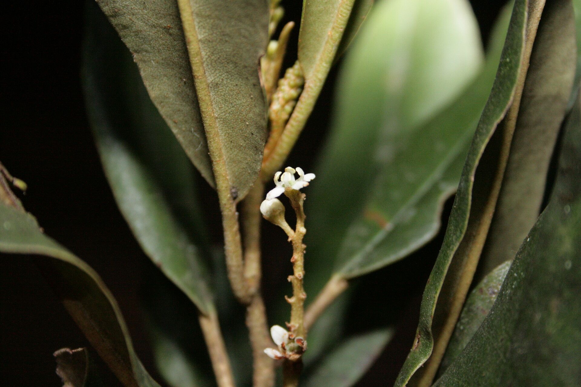 Quintinia altigena flower