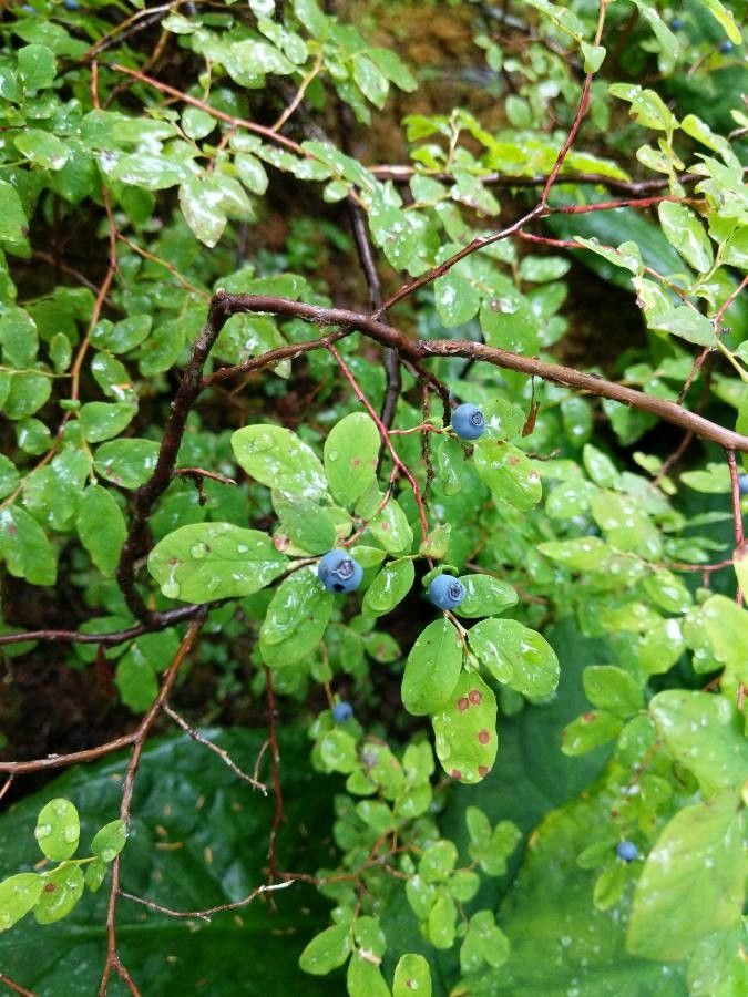 Vaccinium ovalifolium fruit