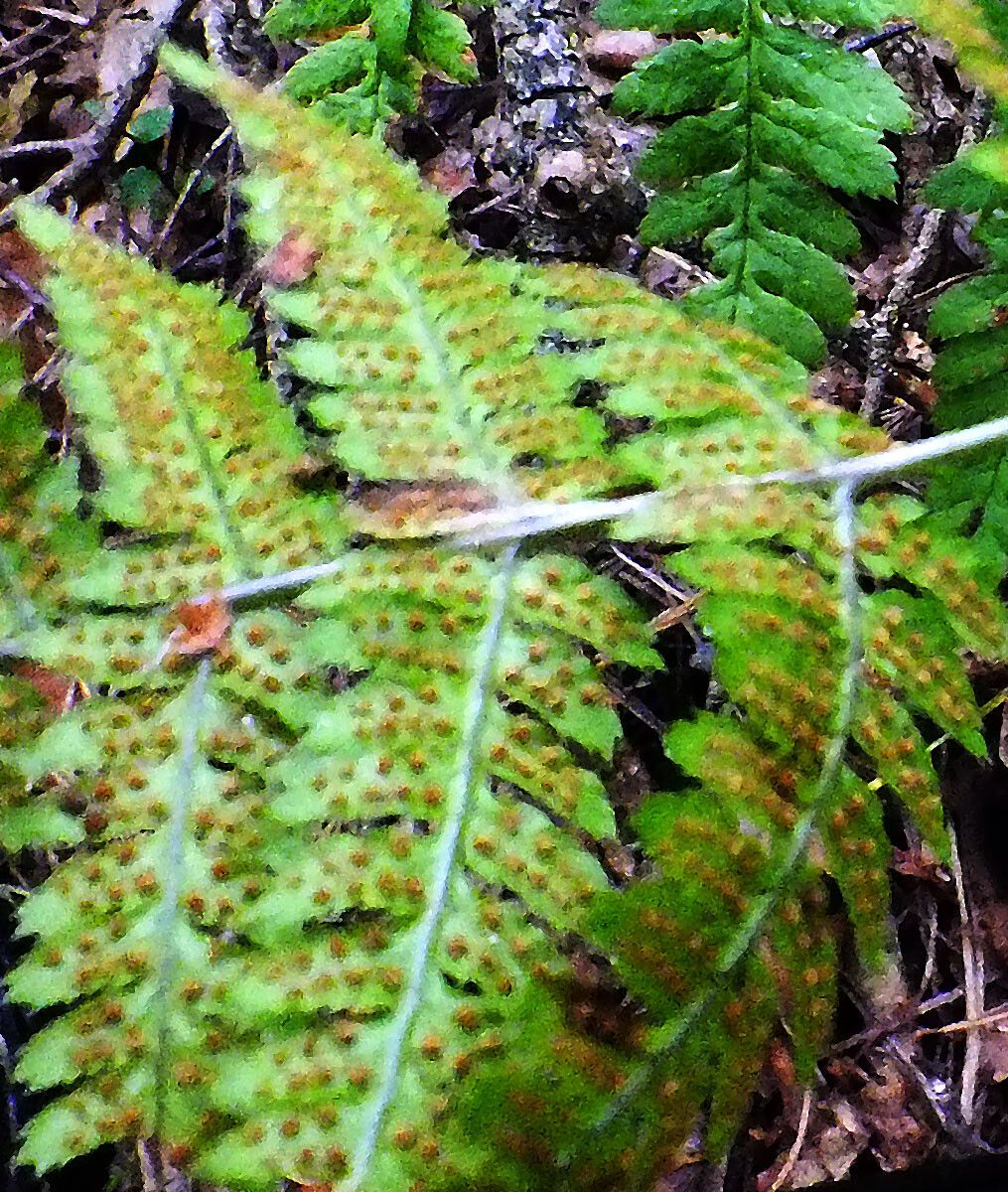 Dryopteris carthusiana fruit