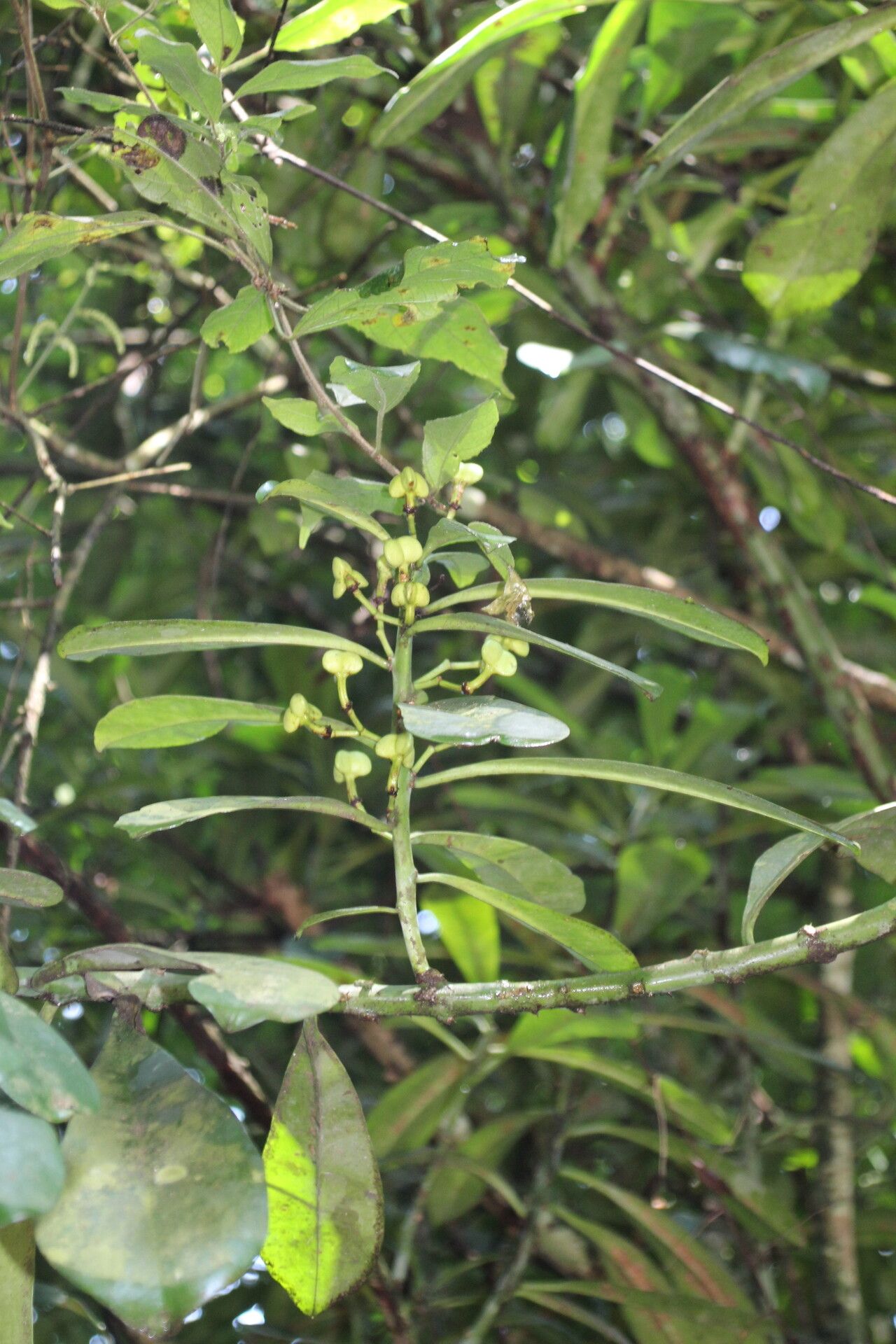 Euphorbia teke fruit