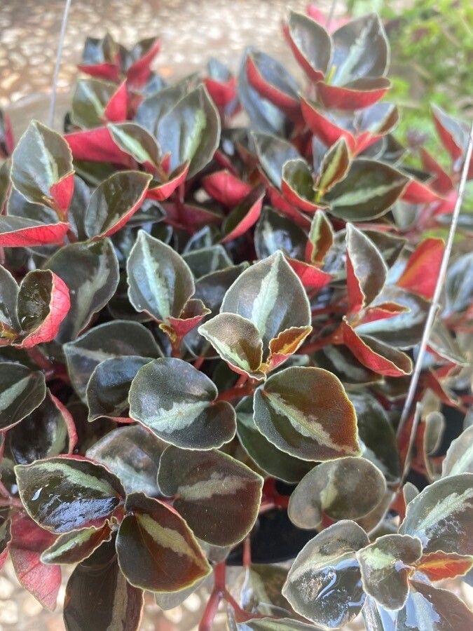 Peperomia verticillata fruit