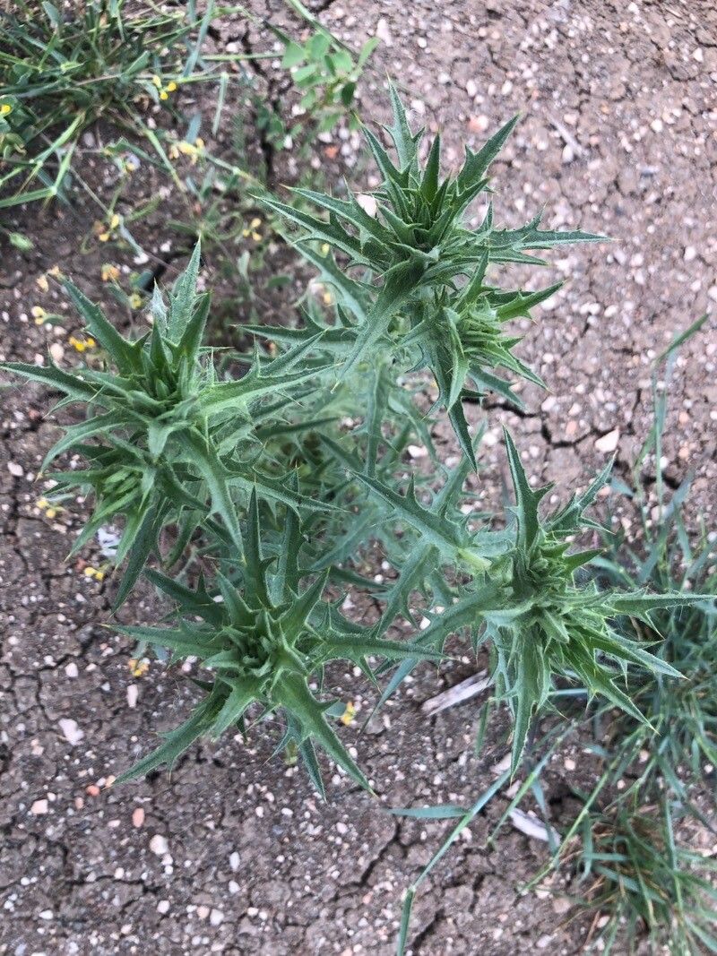 Carthamus lanatus leaf