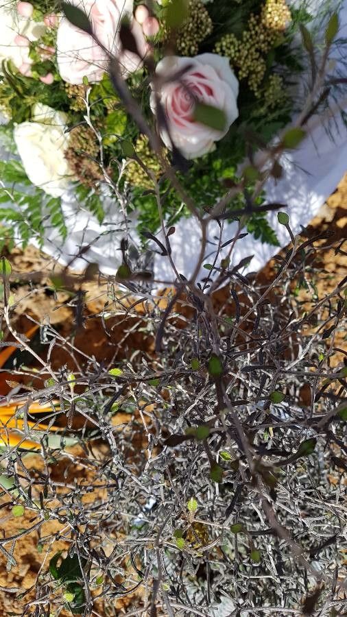 Polyscias pancheri flower