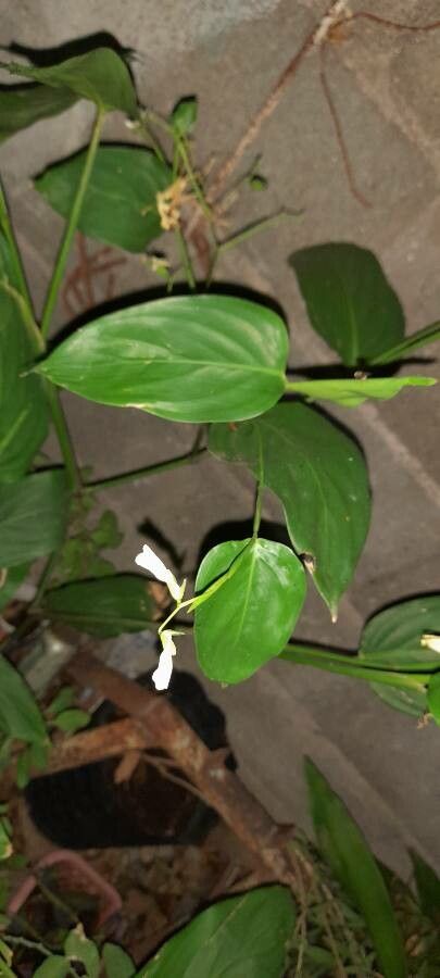 Maranta arundinacea leaf