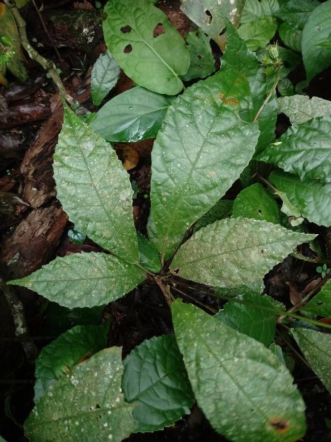 Pavonia peruviana — search result for 'Pavonia'