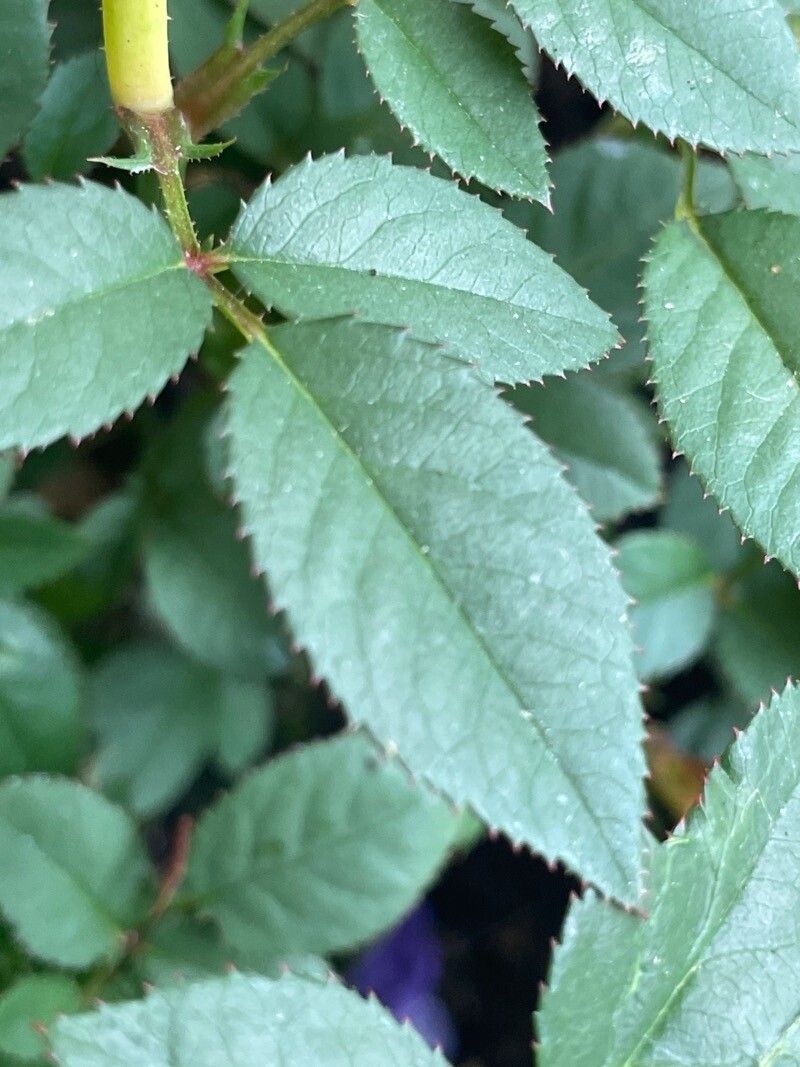 Rosa × polliniana — houseplant care guide