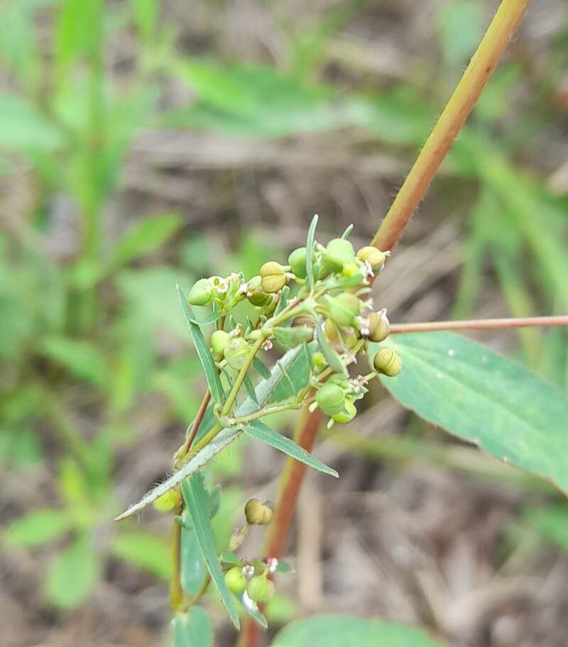 Euphorbia hyssopifolia fruit