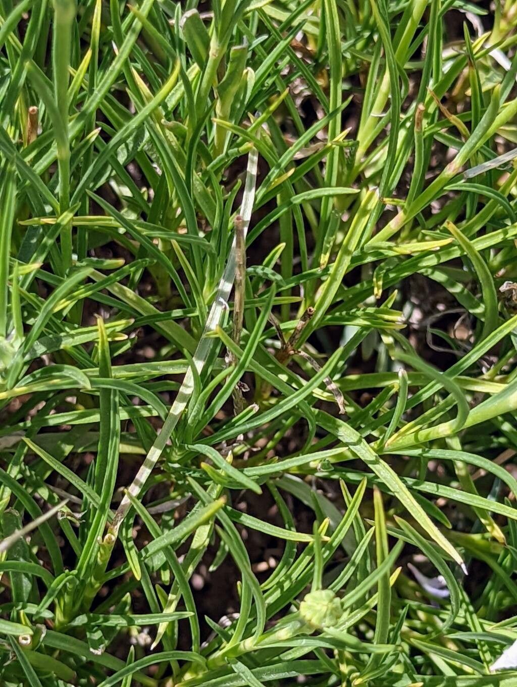 Scabiosa graminifolia leaf