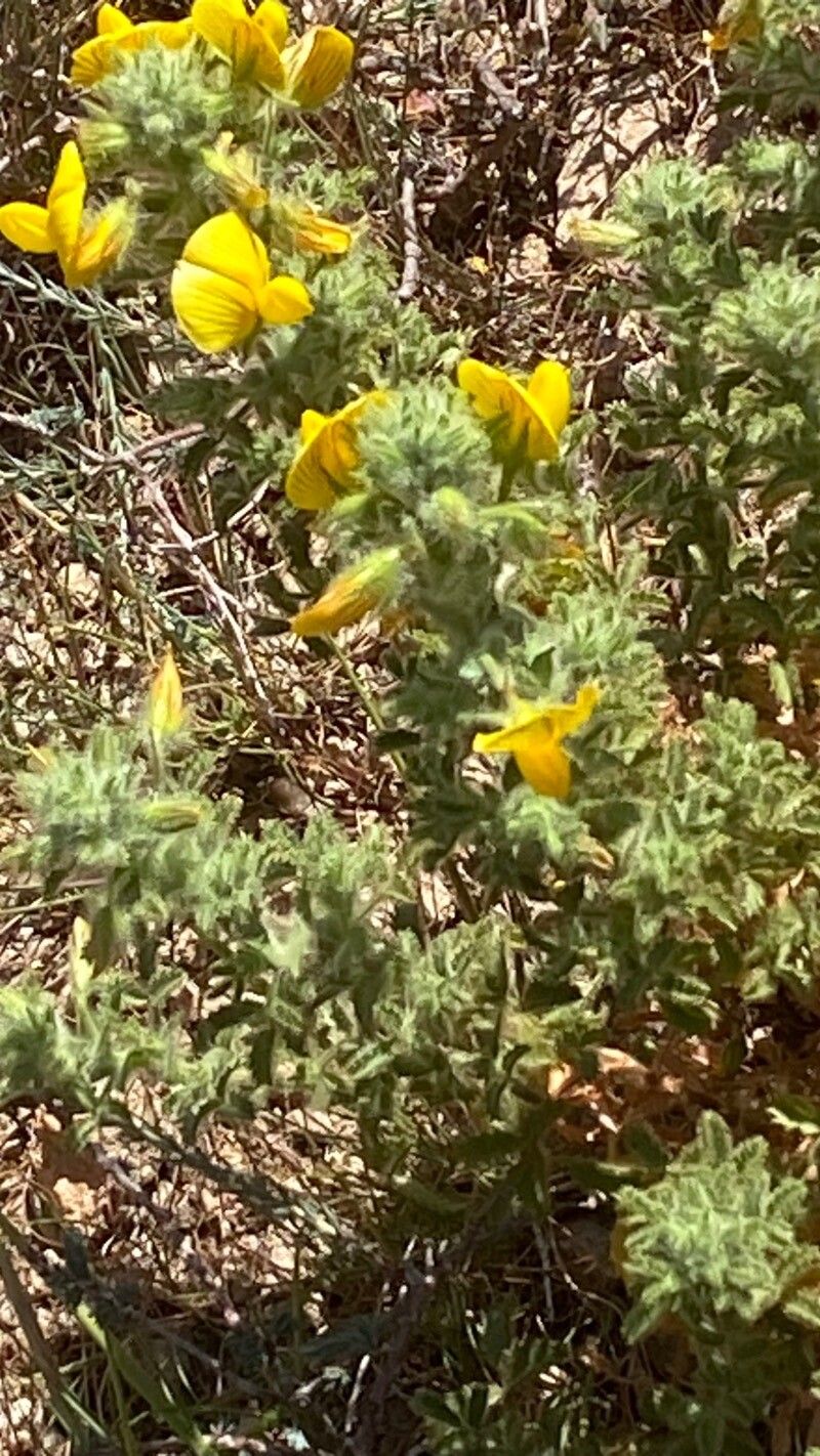 Ononis ramosissima habit