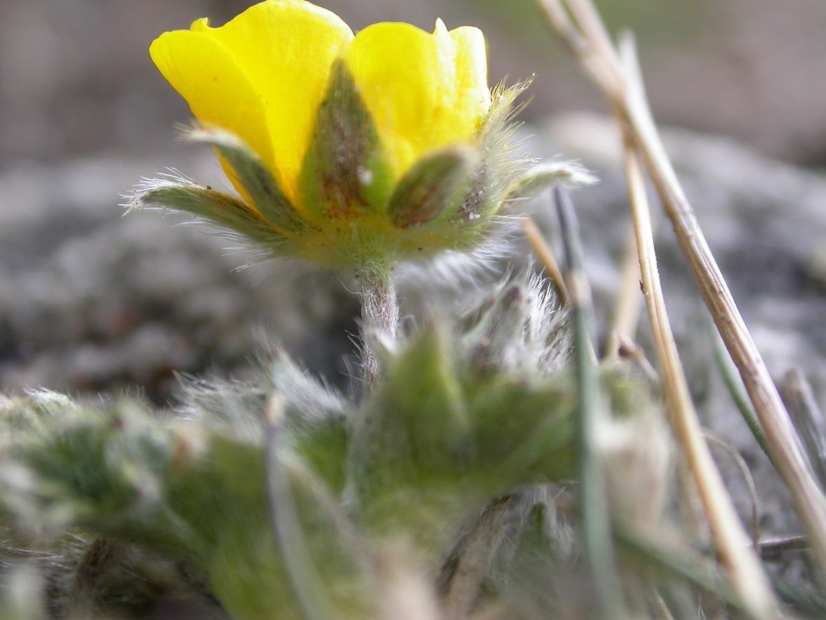 Potentilla sinonivea flower
