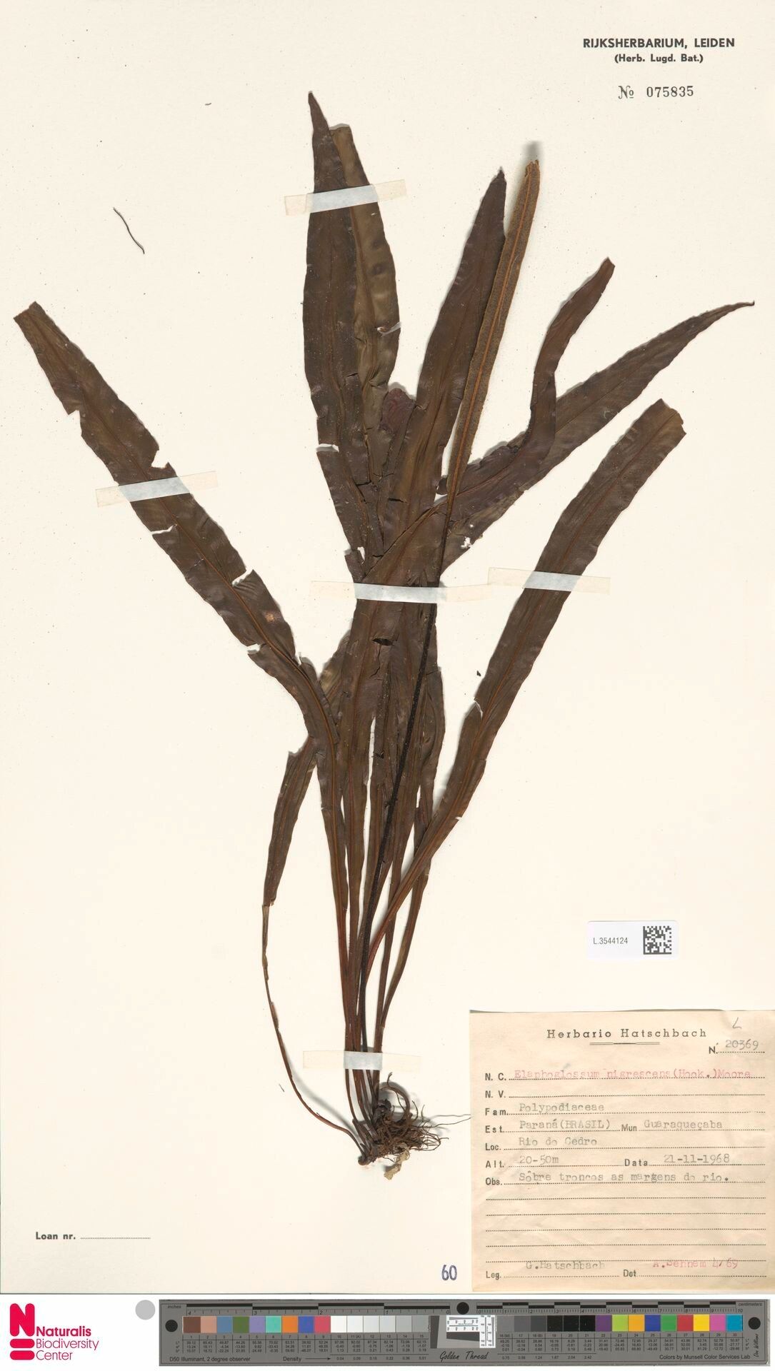 Elaphoglossum nigrescens — houseplant care guide