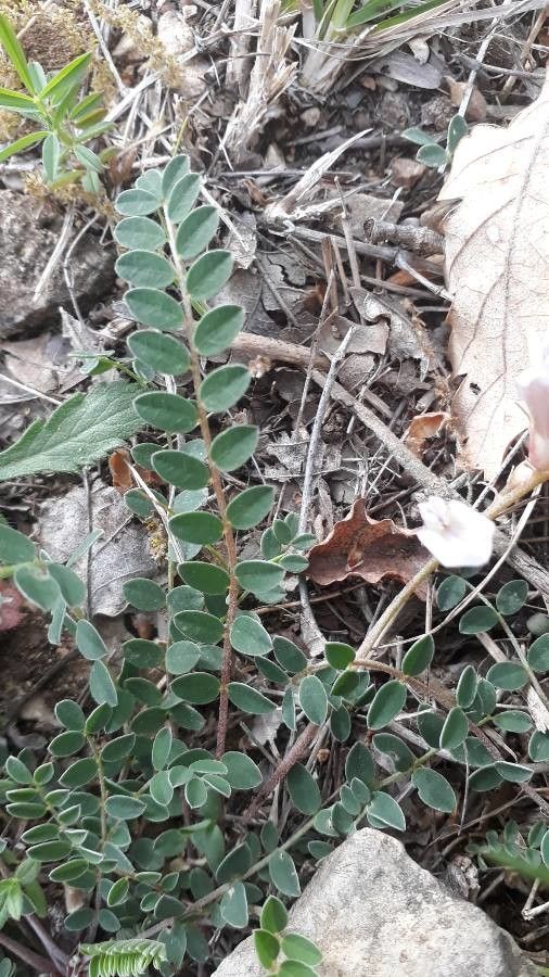 Astragalus australis — search result for 'Astragalus'