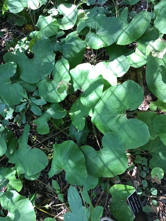 Schisandra rubriflora — search result for 'Magnolia'