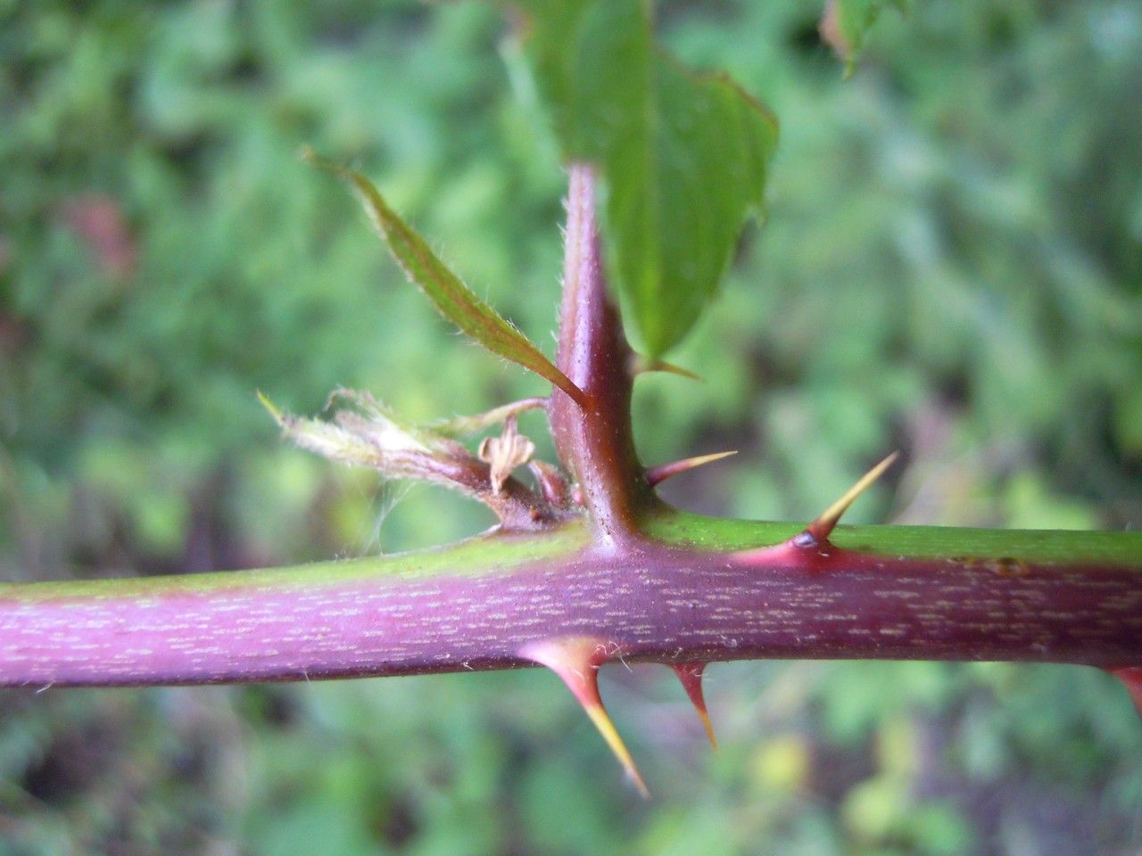 Rubus hypomalacus bark