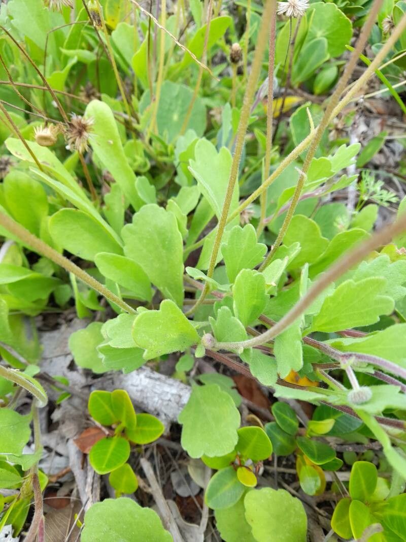 Erigeron procumbens — search result for 'Erigeron'
