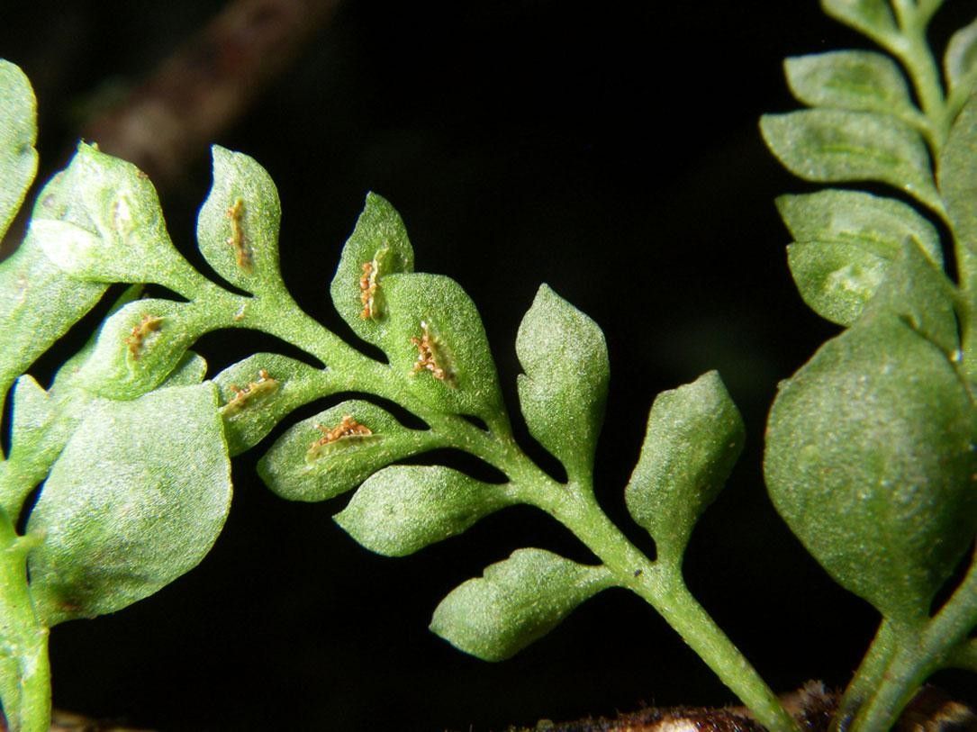 Asplenium holophlebium fruit